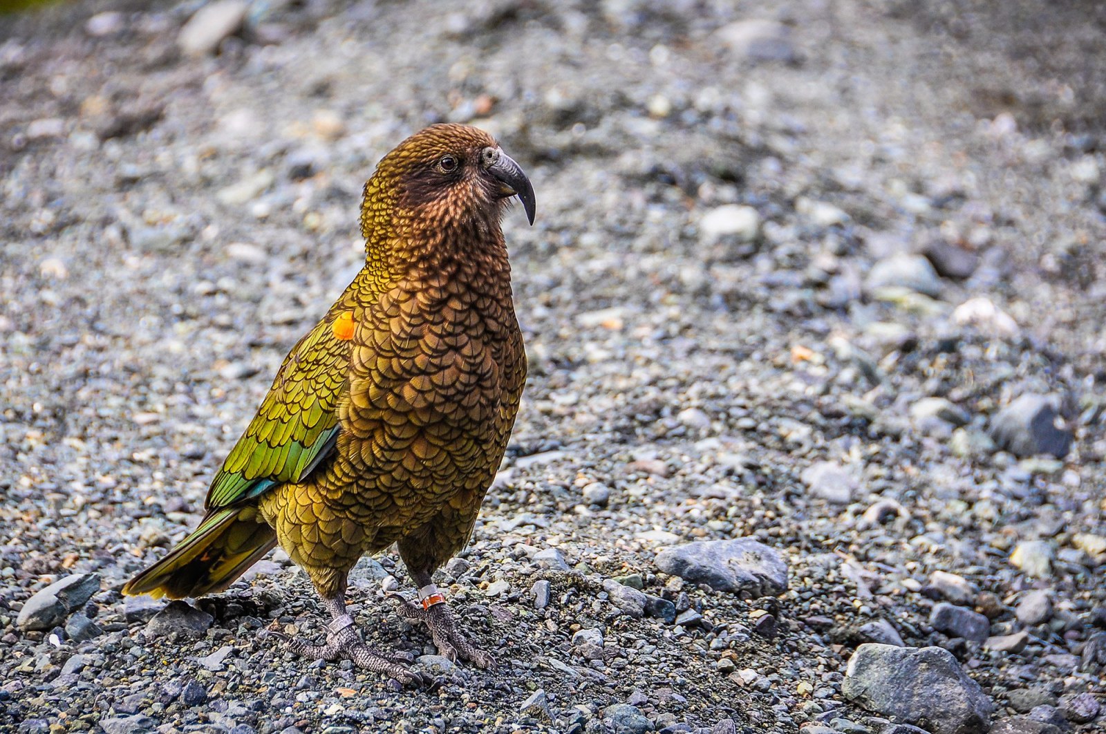 Falcon, Birdlife Conservation, Te Anau, New Zealand, Pixabay.com