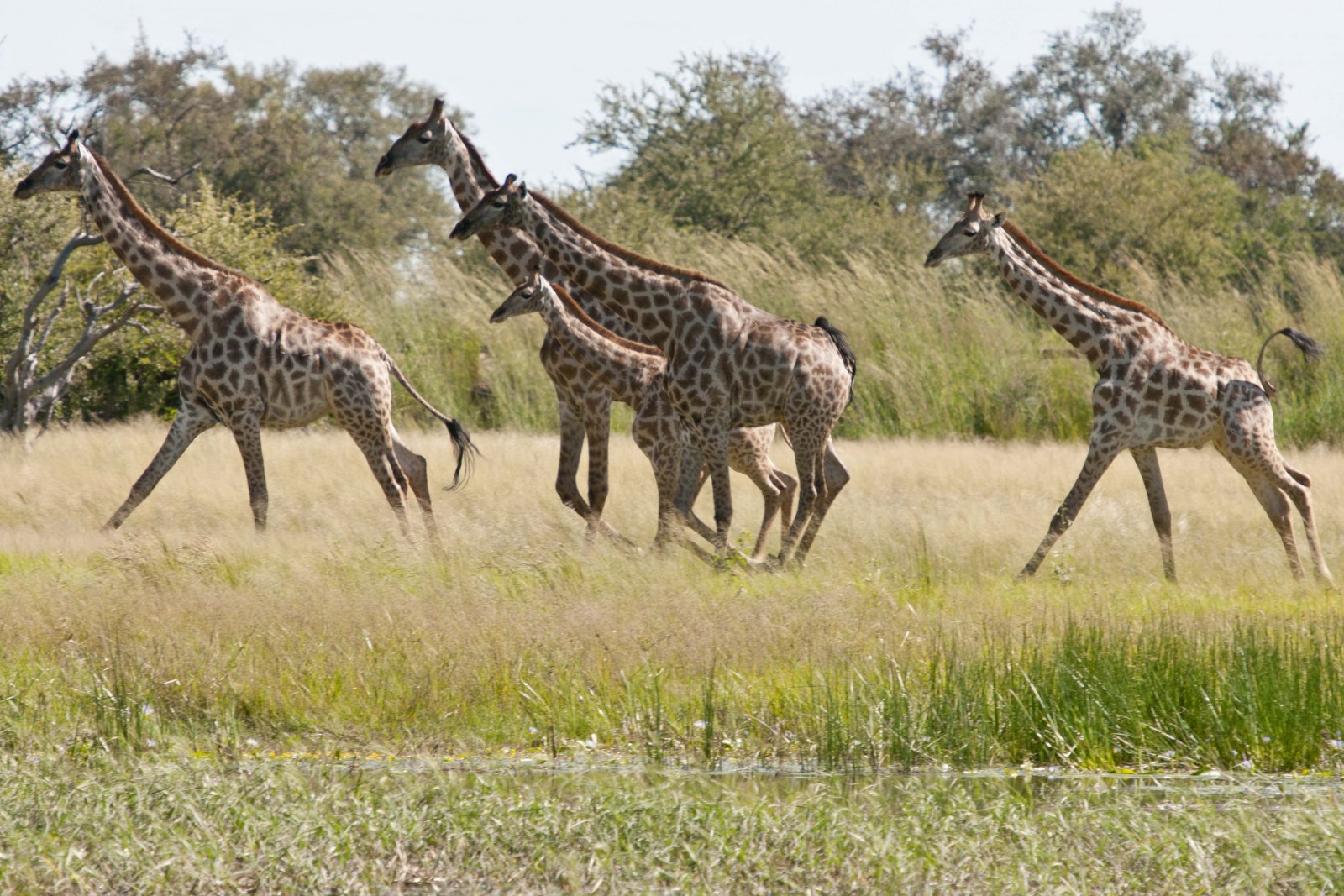 Sunset, Northern Hwange, Zimbabwe, Africa, Supplier Website