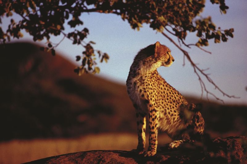 Cheetah, Africat Foundation, Namibia, Africa, Supplier Photo (Ultimate Safaris)