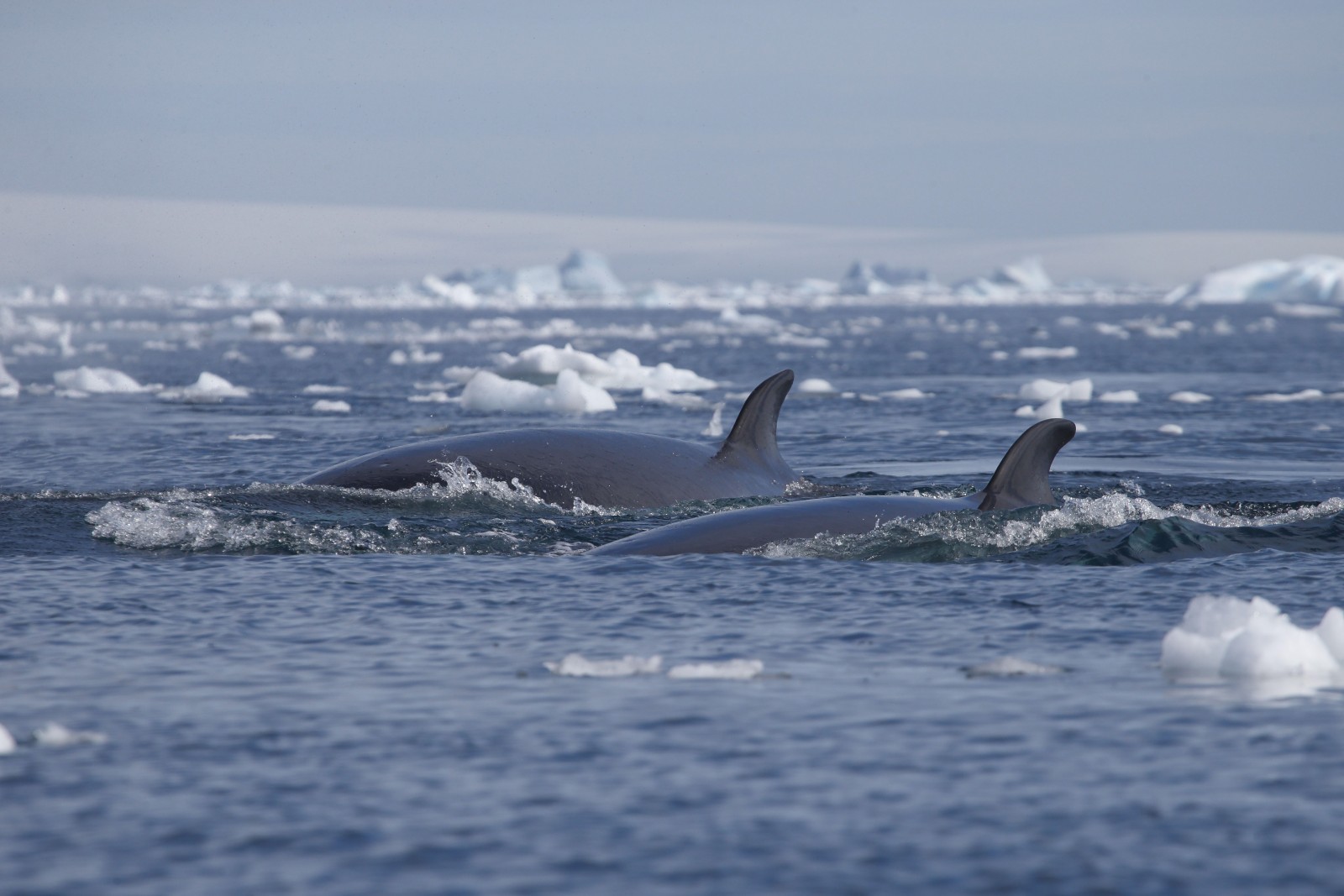 Double Dorsal Fins, Antarctica, Supplier Photo (Unscape)