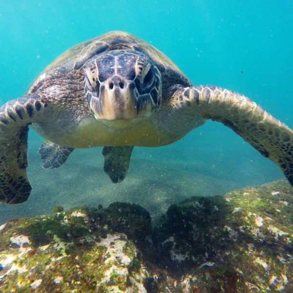 Galapagos Adventure: Small Ship Expedition (9 days)