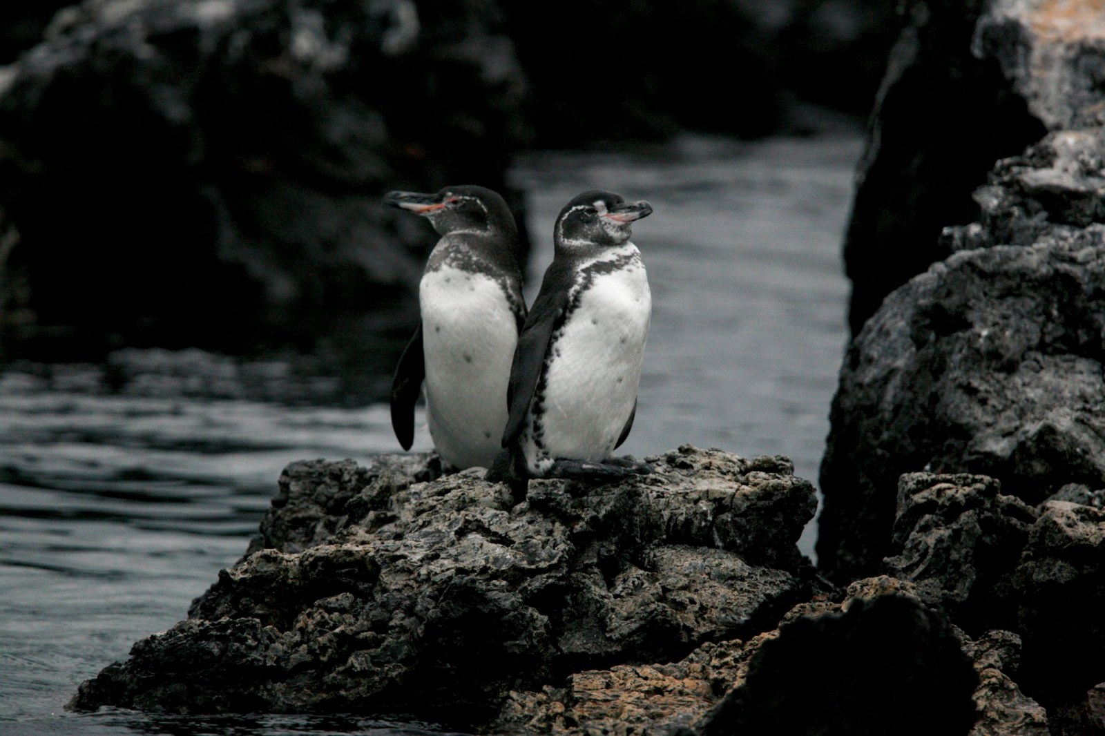 Penguin, Isabela Island, Galapagos, Ecuador, Pixabay.com