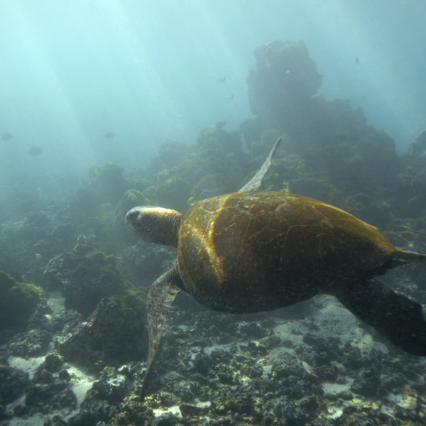 Galapagos Islands Adventure and Wildlife (8 days)