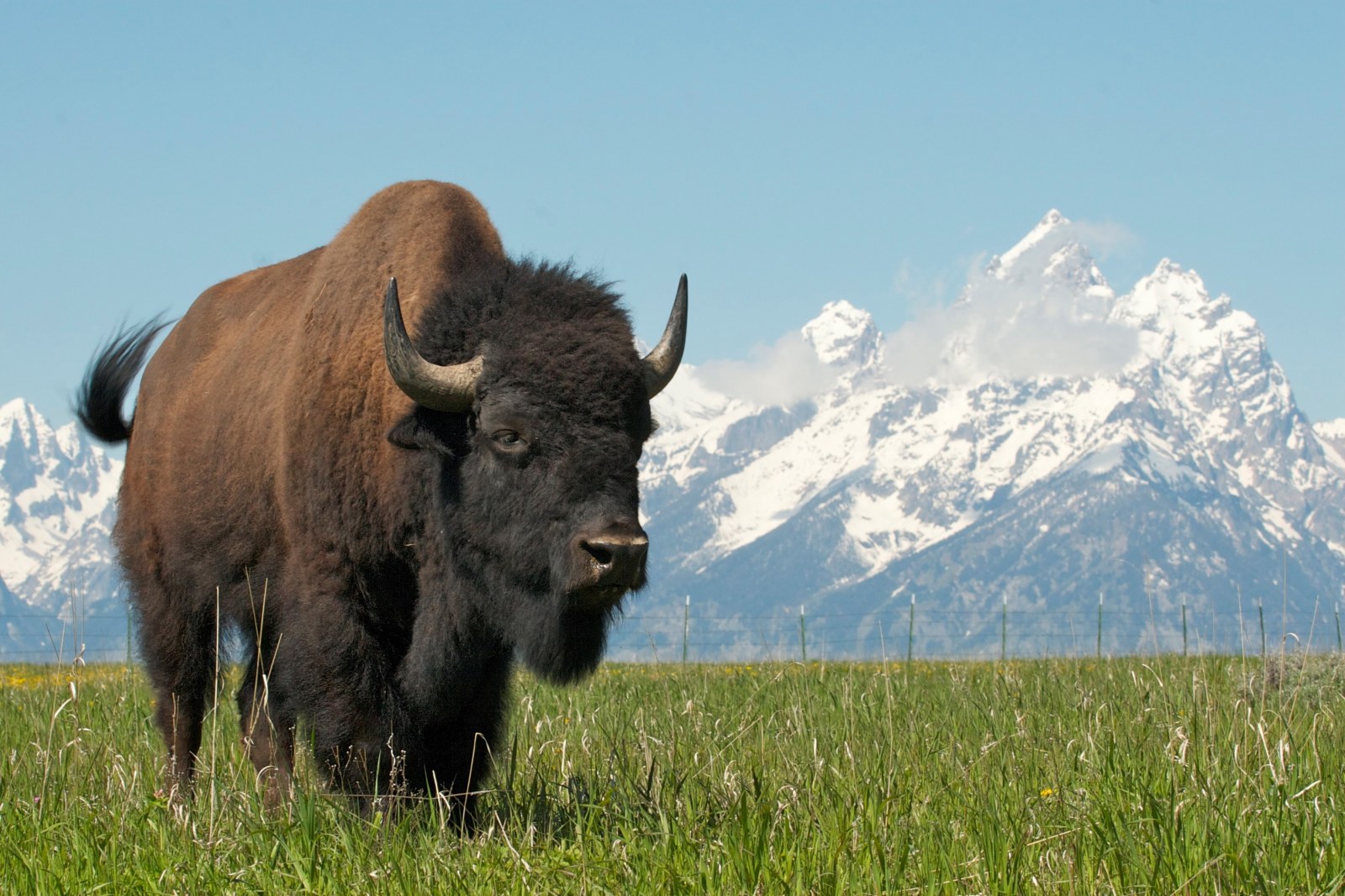 Bison, Grand teton National Park