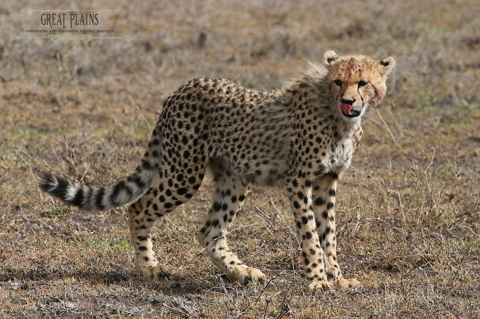 Cheetah Africa