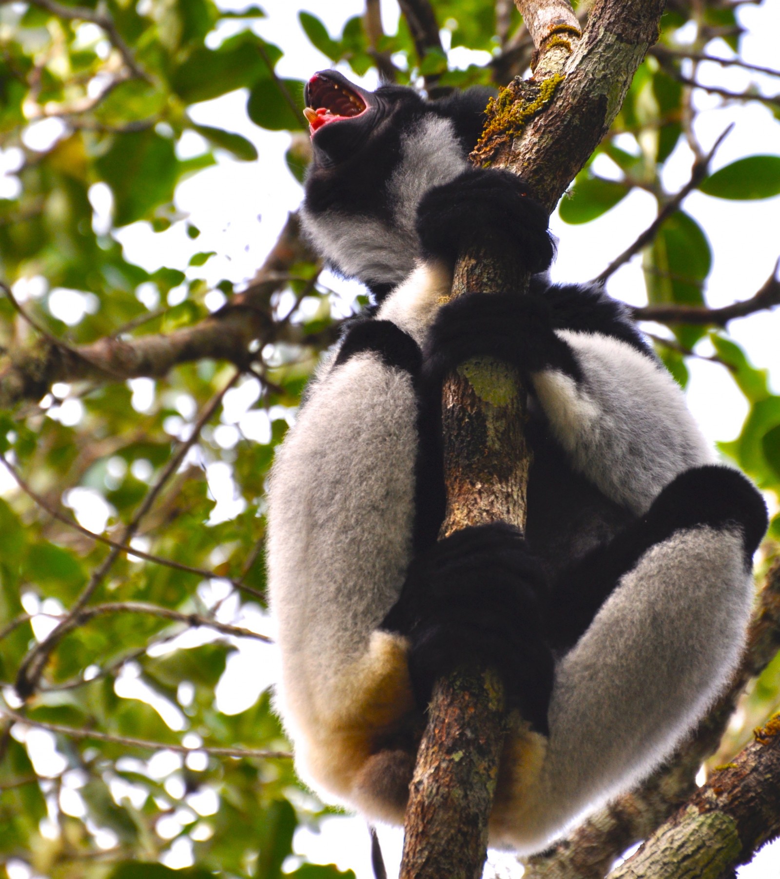 Andasibe-Mantadia National Park, Madagascar, Africa, Supplier Photo (Albatross)