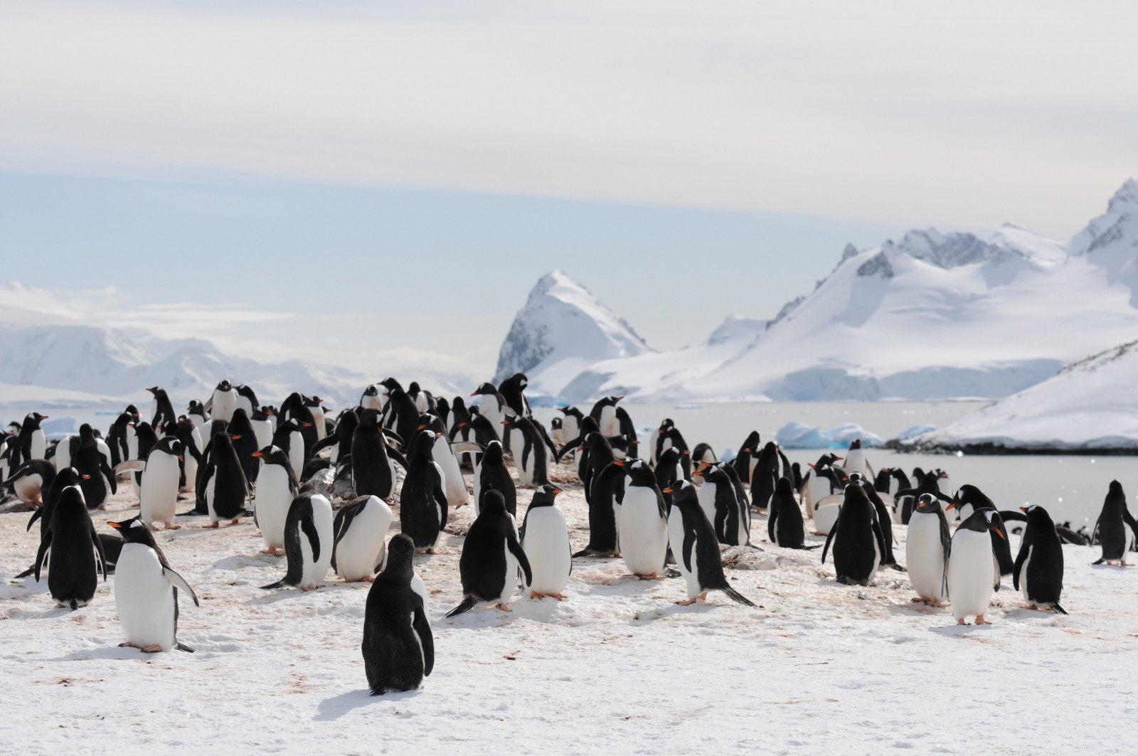 Joost Kersten, Antarctica, Supplier Photo (Unscape)