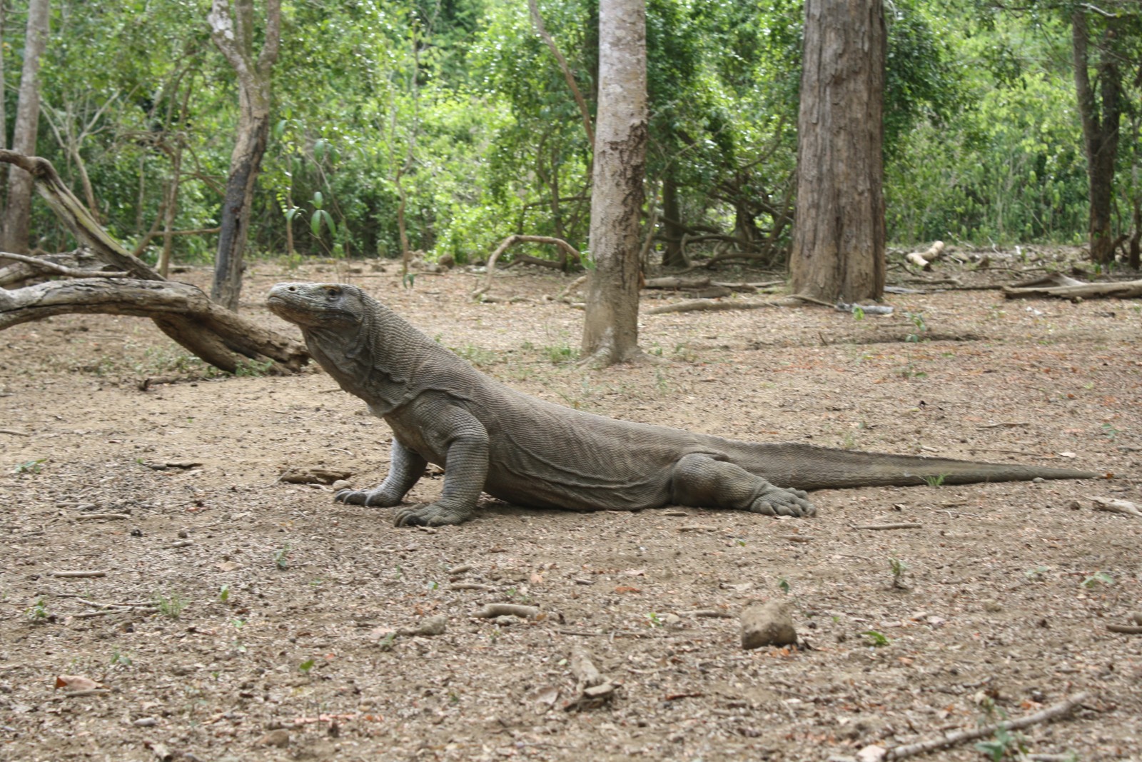 Komodo-Dragon, Komodo Island, Indonesia, Supplier Photo ( Destination Asia)