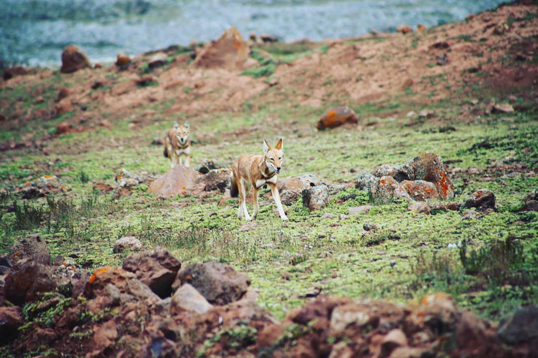 Wolves, Ethiopia, Supplier