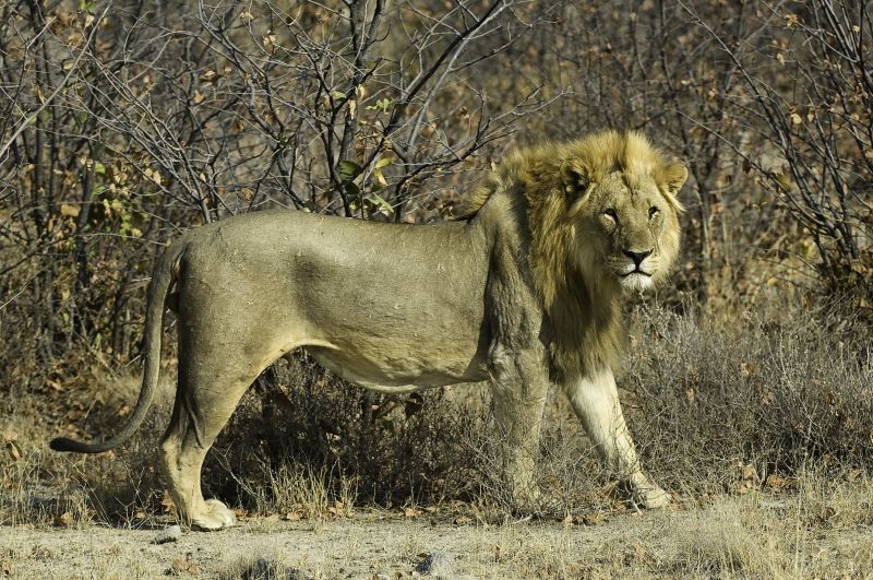 Lion, Etosha National Park, Namibia, Africa, Supplier Photo (Ultimate Safaris)