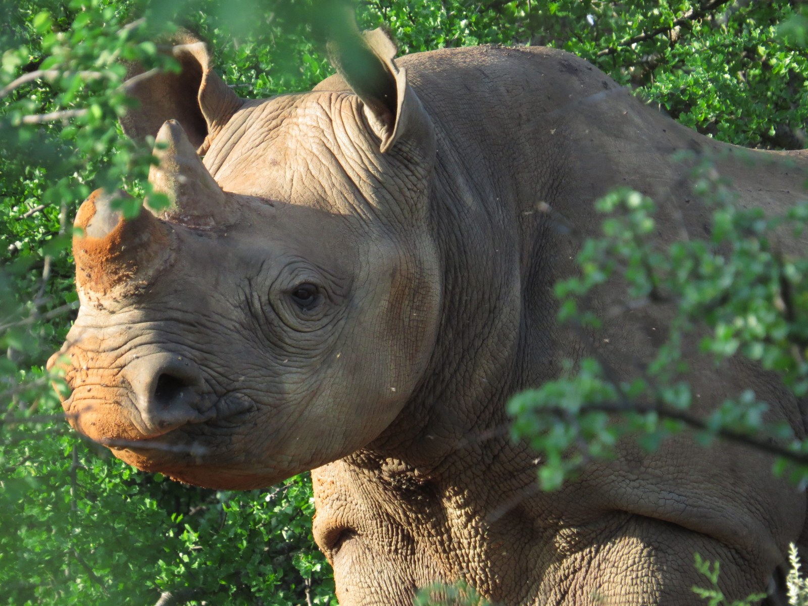 Rhino Sanctuary, Masai Mara, Kenya, Supplier 