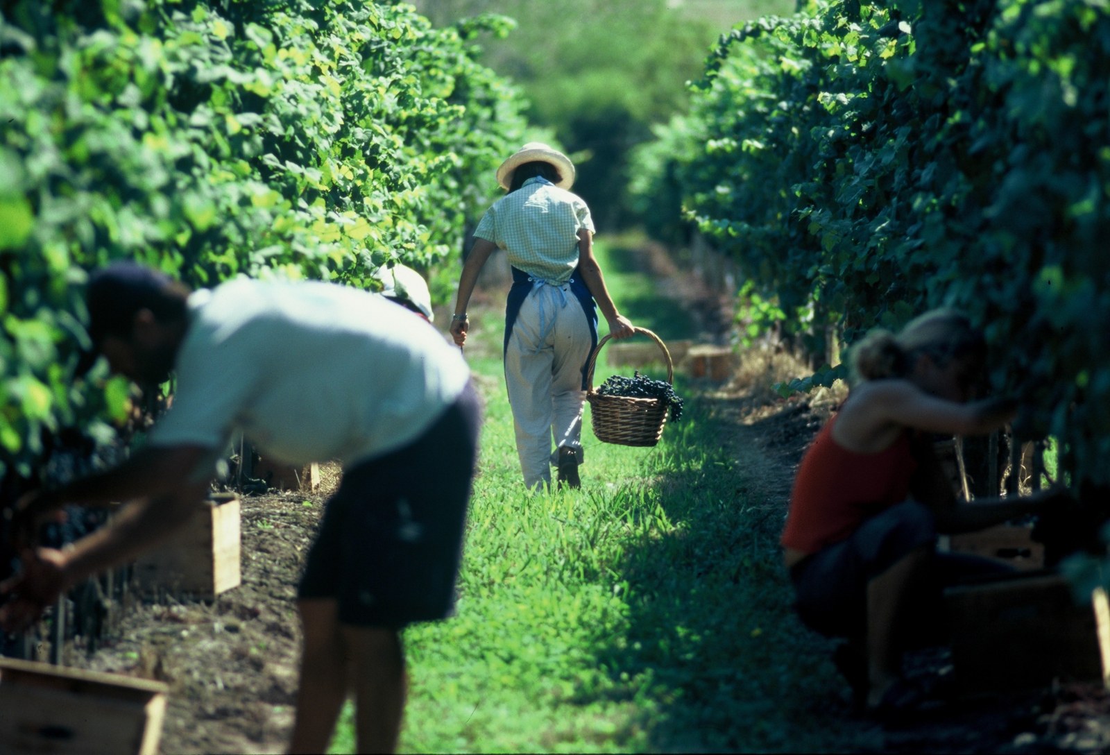 Montevideo winery,Uruguay, Supplier Photo (Lures Tours)