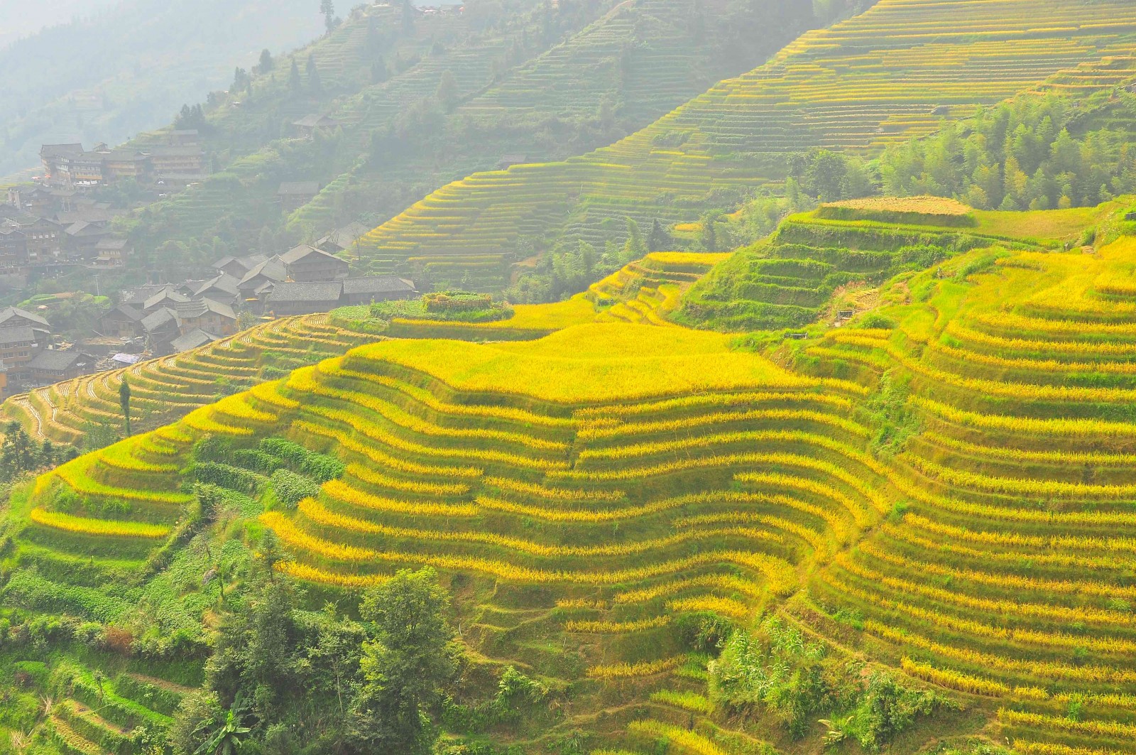 Rice terraces Longsheng, China, Supplier Photo (PureQuest)