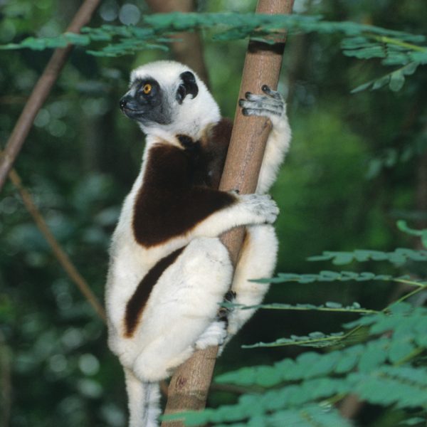 Madagascar Discovery (11 days)