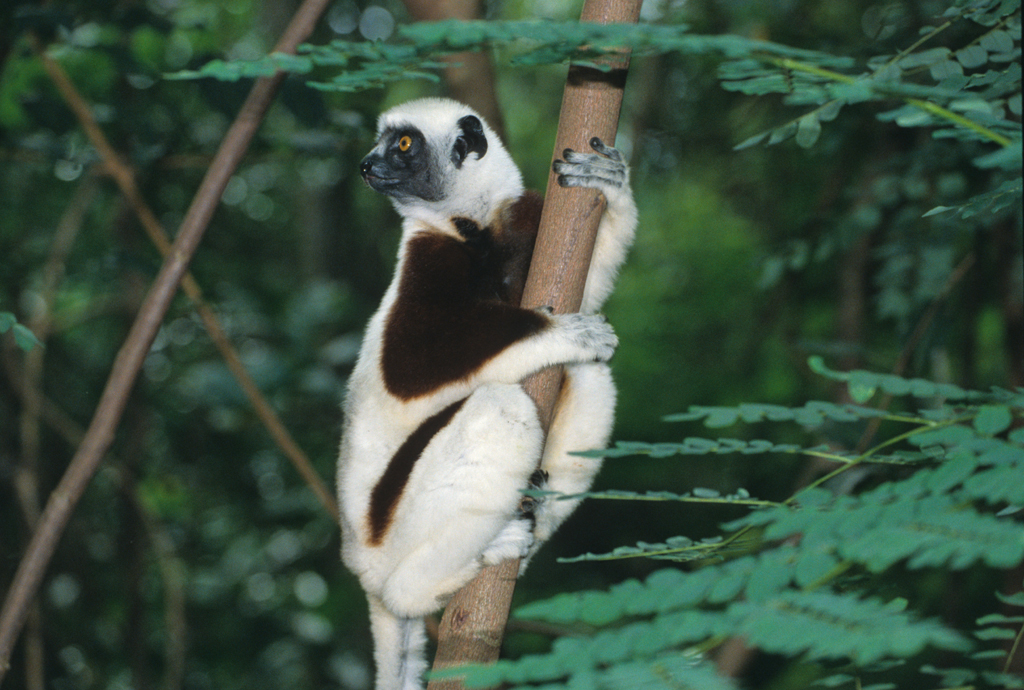 Sifaka, Madagascar, Africa, Supplier Photo (Albatross)