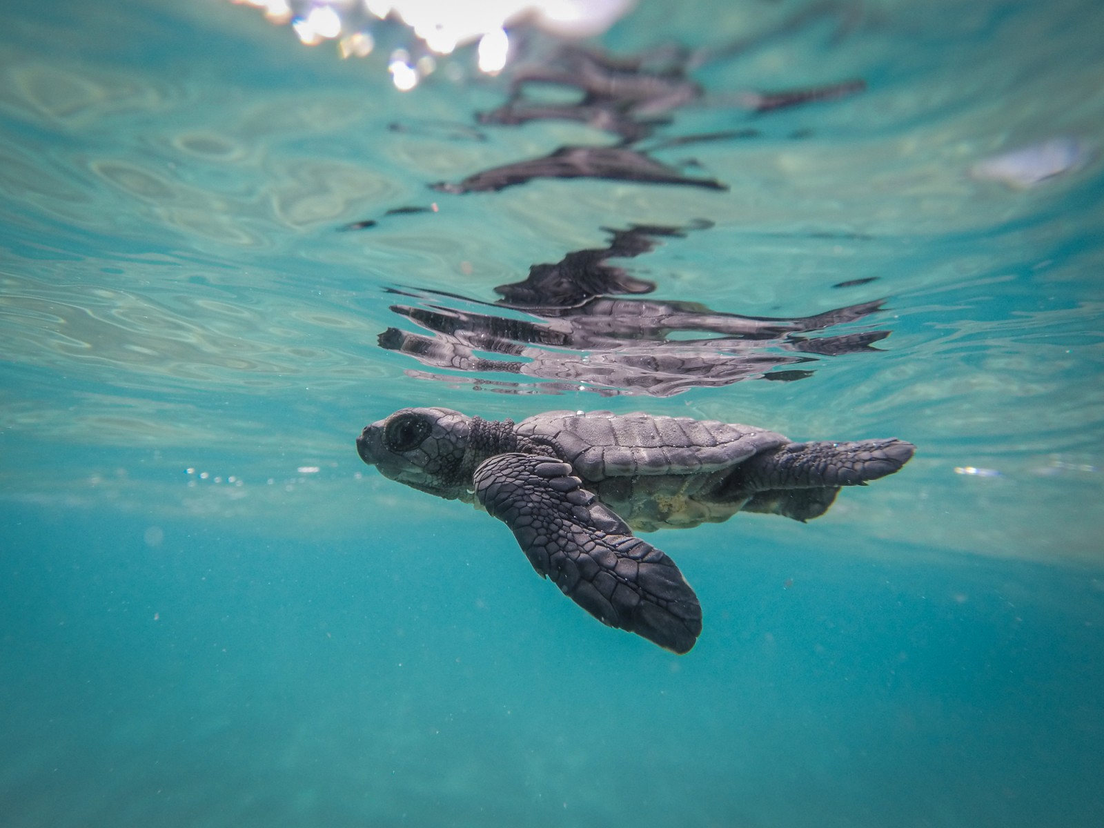 turtle, Komodo Island, Indonesia, Supplier Photo ( Destination Asia)