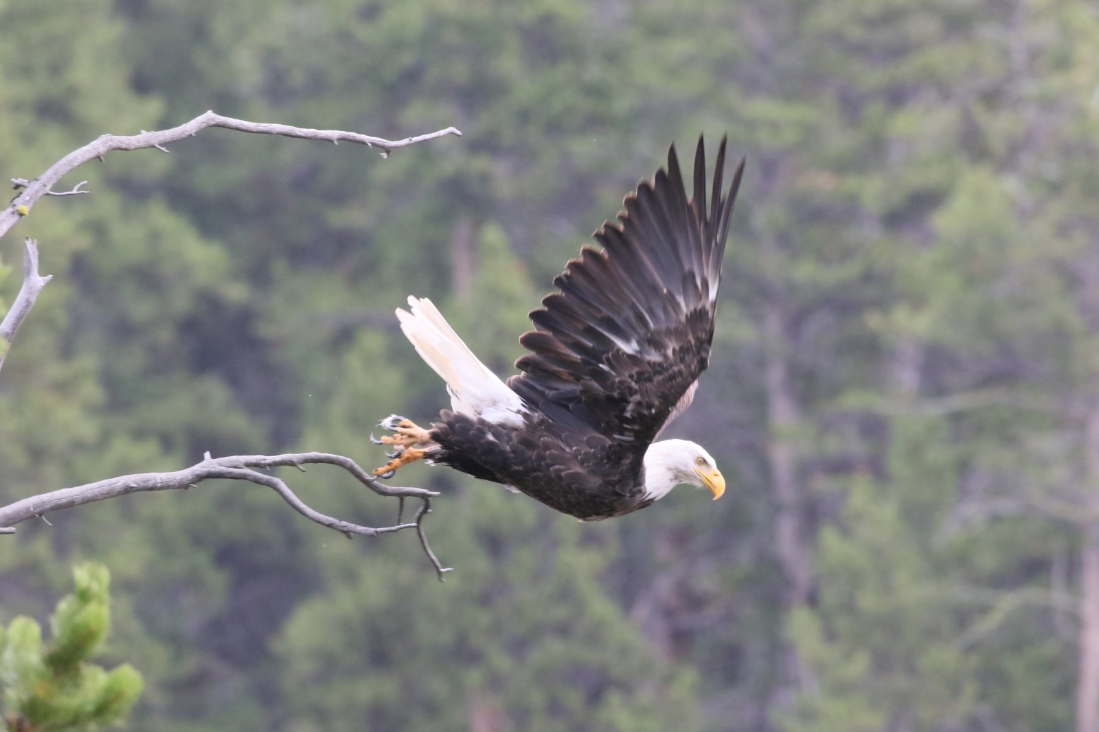Eagle, Yellowstone National Park, Wyoming, Supplier