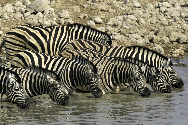 Zebras, Etosha Waterhole, Namibia, Africa, Supplier Photo (Ultimate Safaris)
