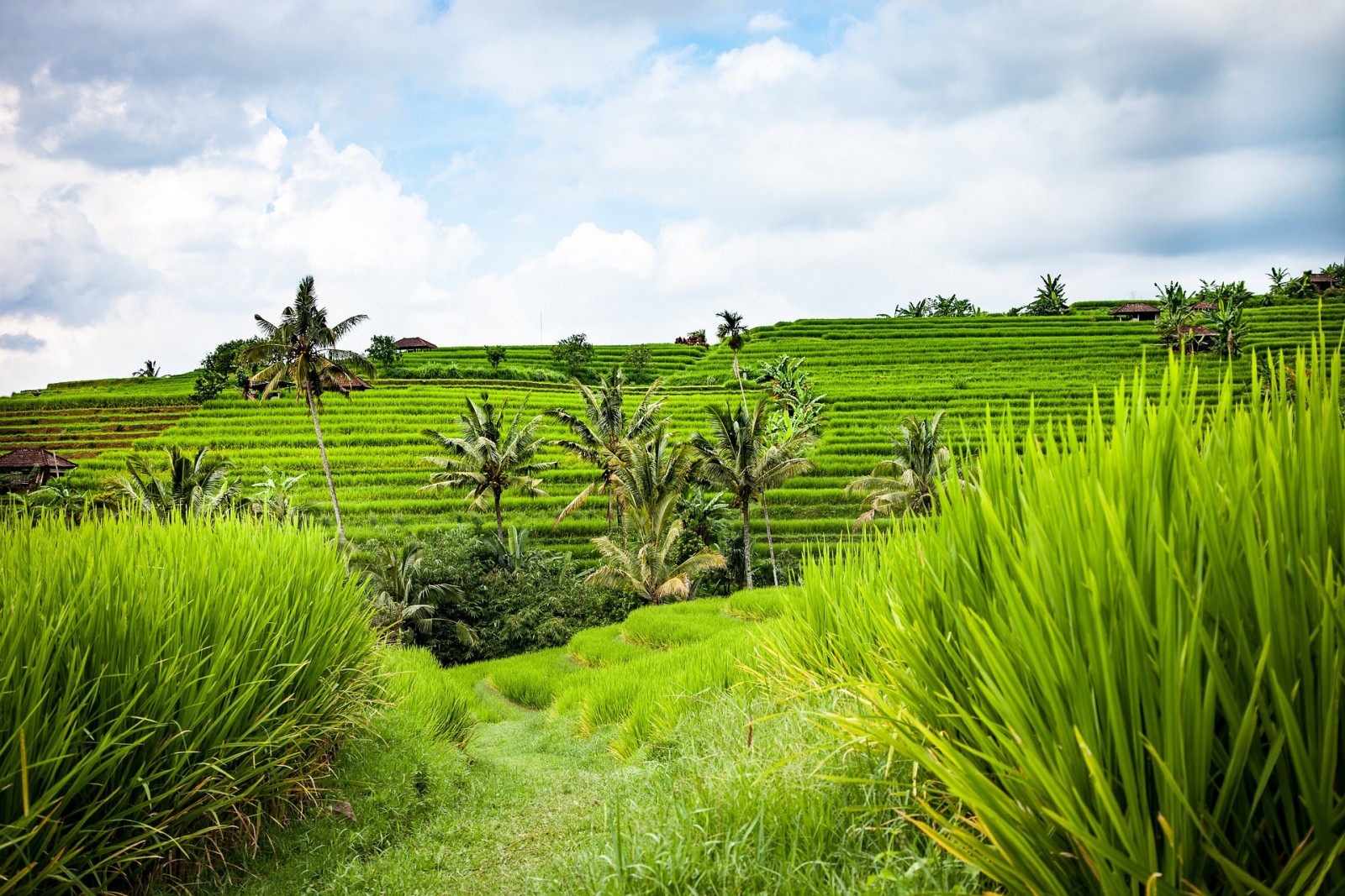 Jatiluwih Rice Terraces, Bali, Indonesia, Pixabay.com