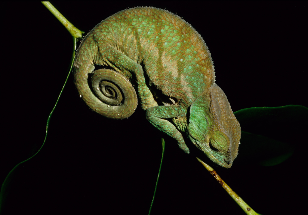 Chameleon, Madagascar, Africa, Supplier Photo (Albatross)