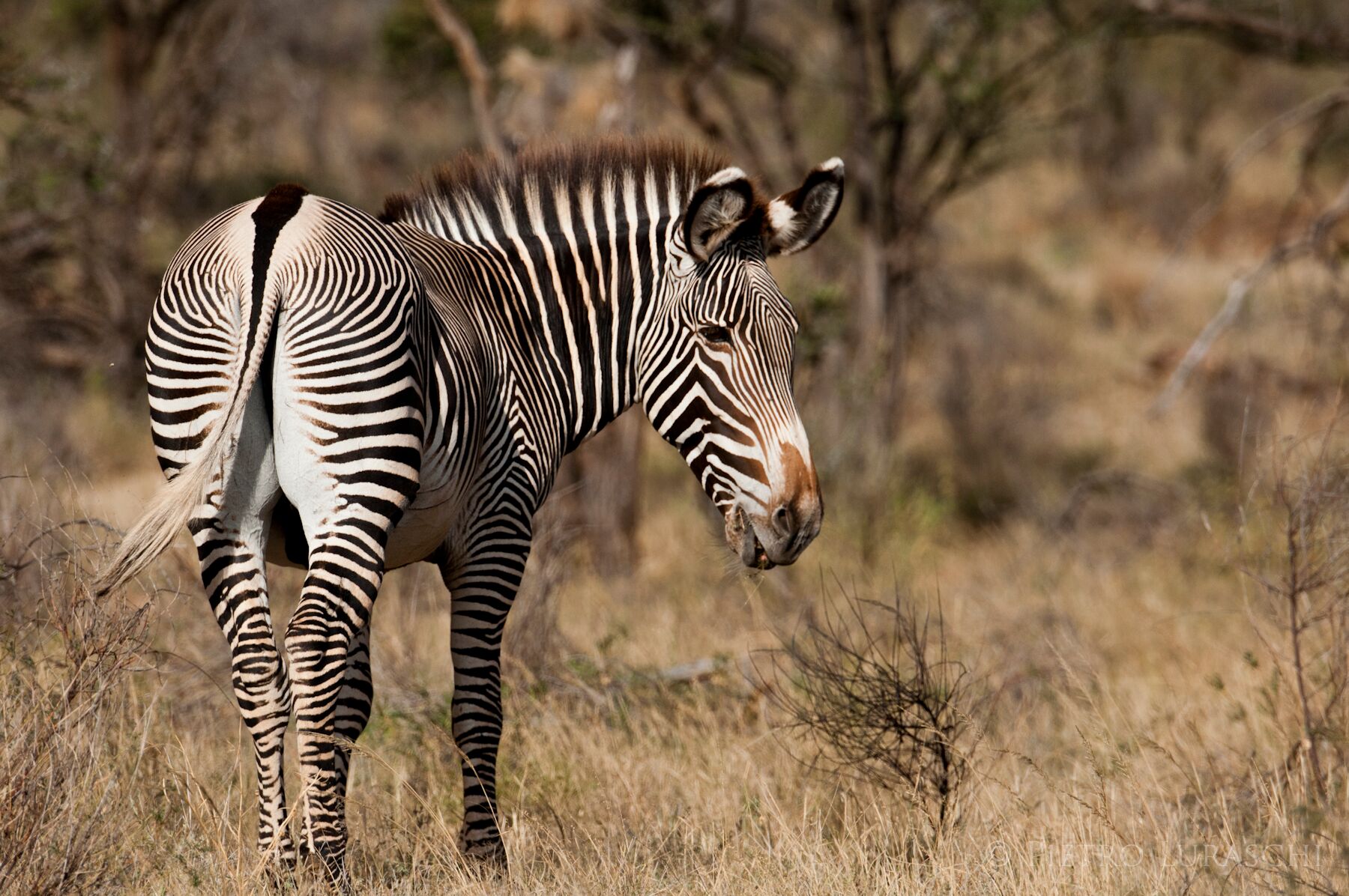 Saruni Samburu, Kenya, Supplier