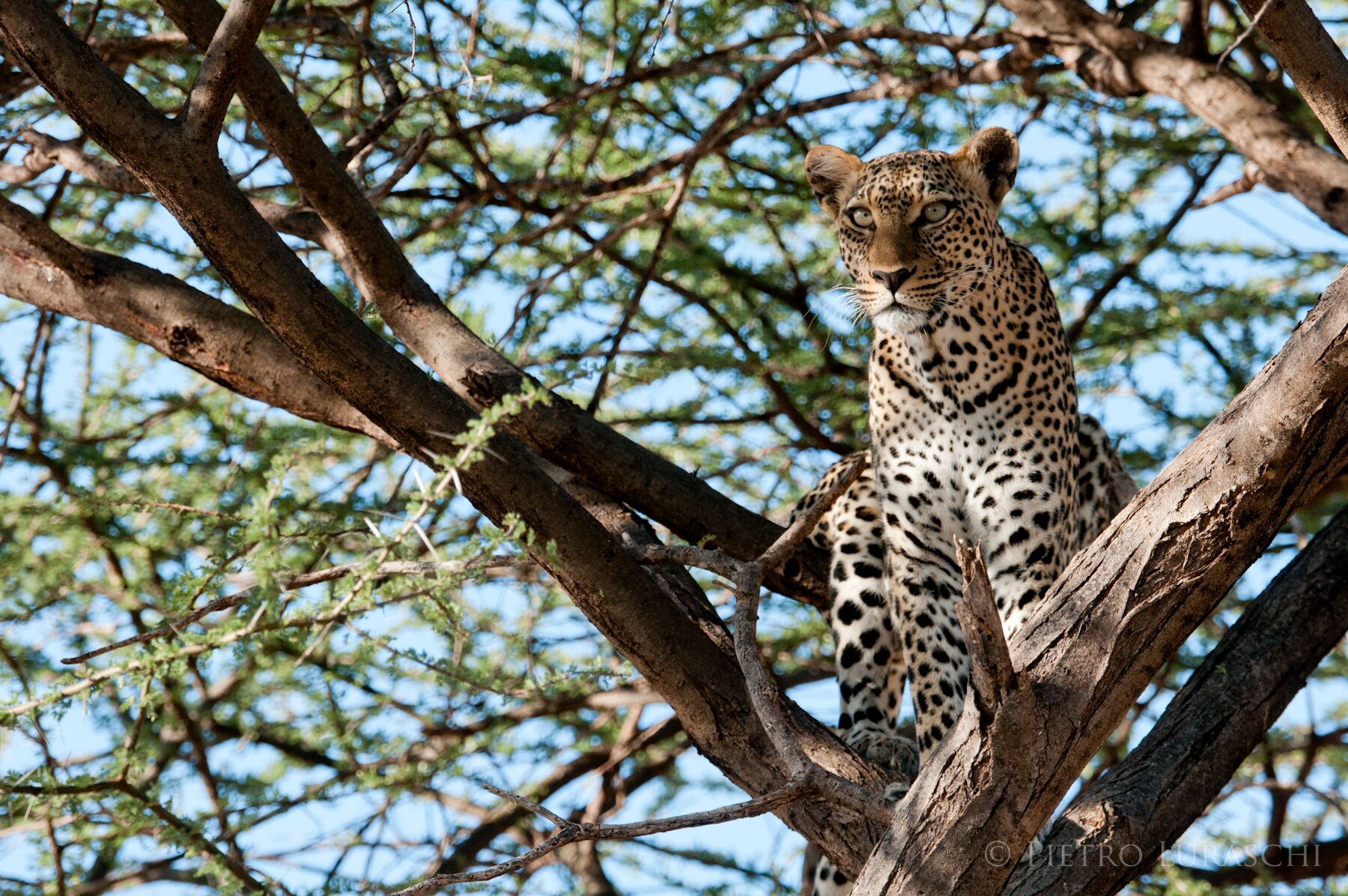 Saruni Mara / Saruni Wild, Kenya, Supplier 