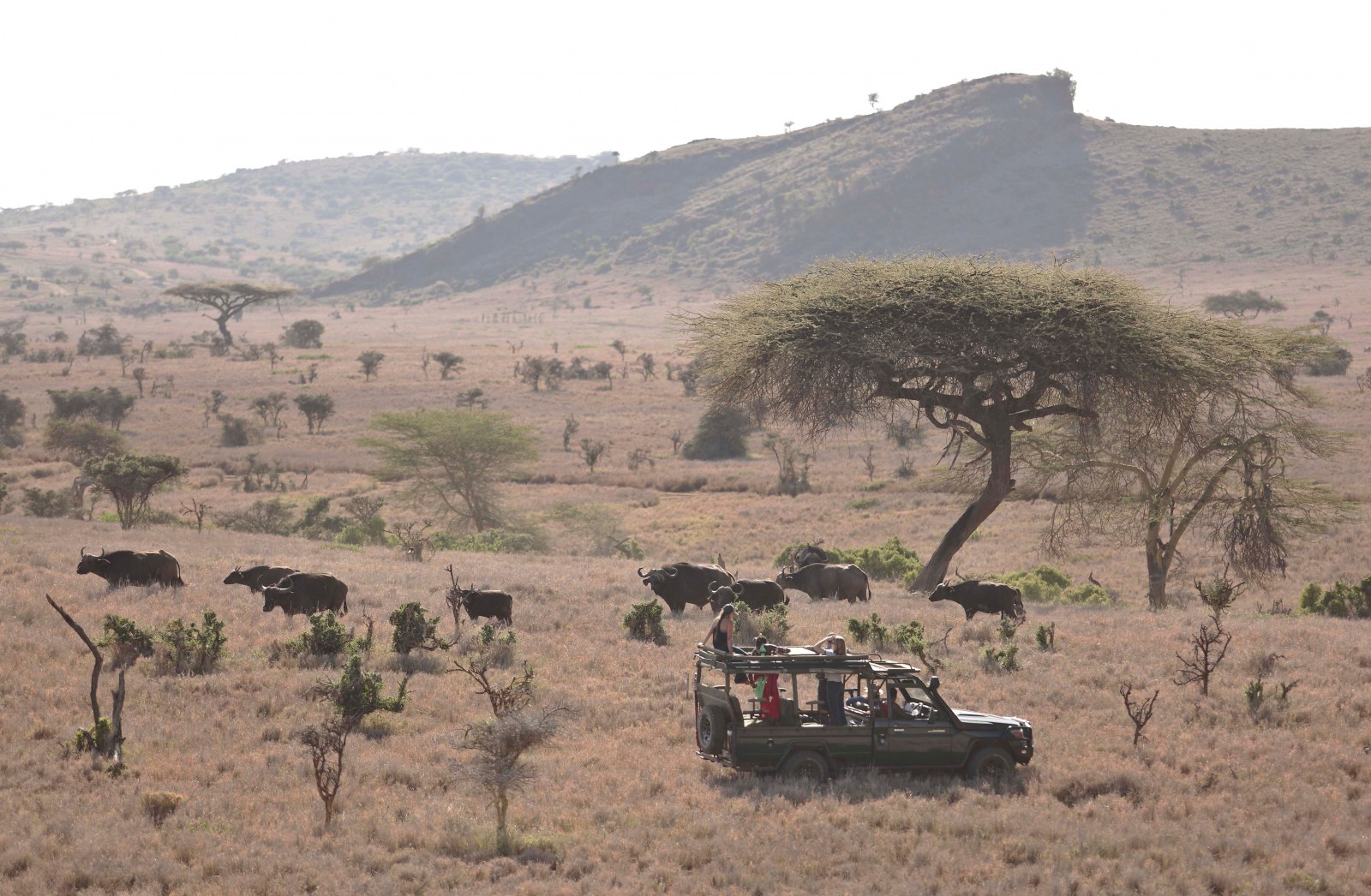 Game drive, Kenya, Supplier