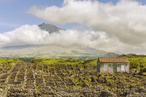 Mount Pico Vineyards -the Azores