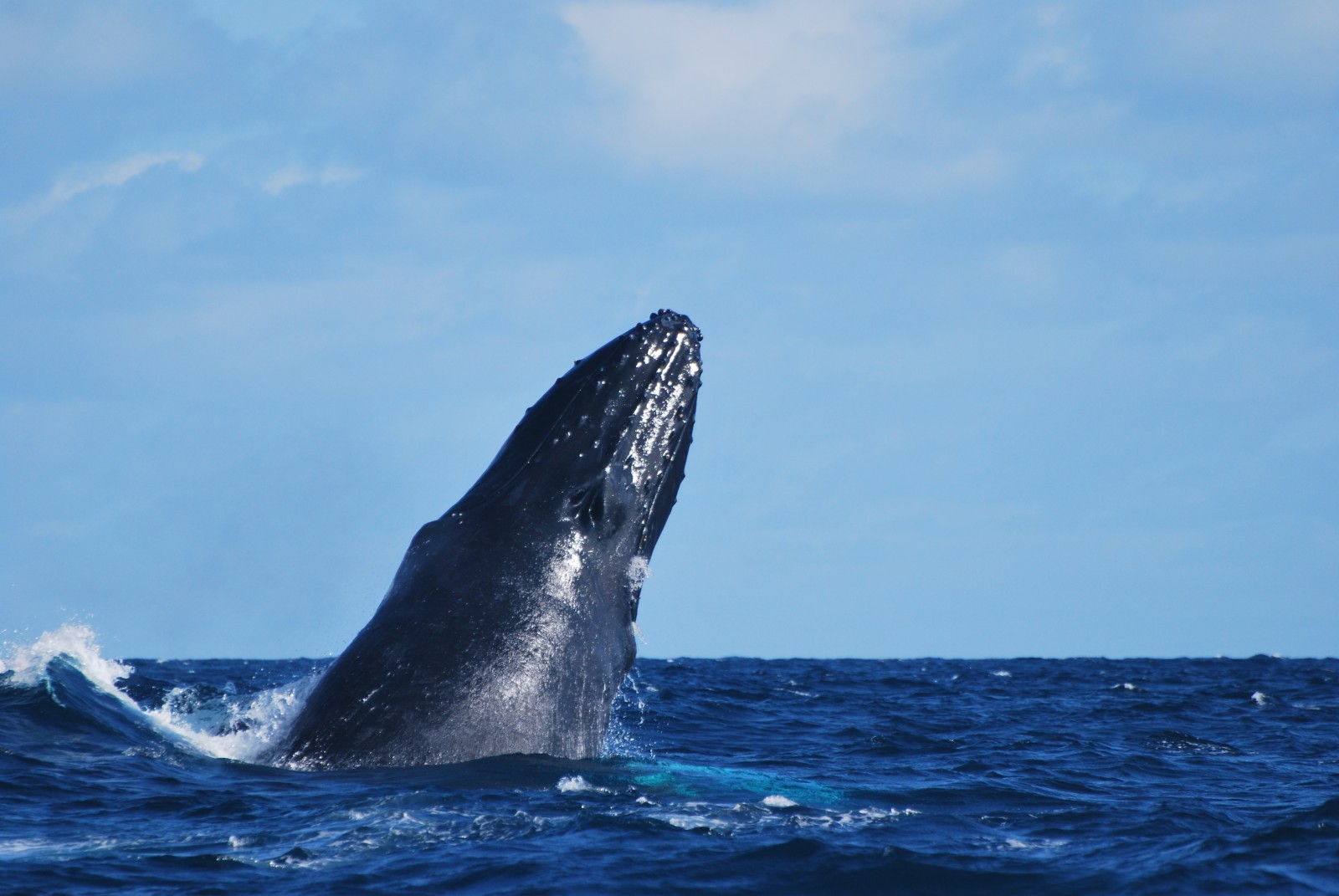 Sao Miguel Humpback whale-the Azores