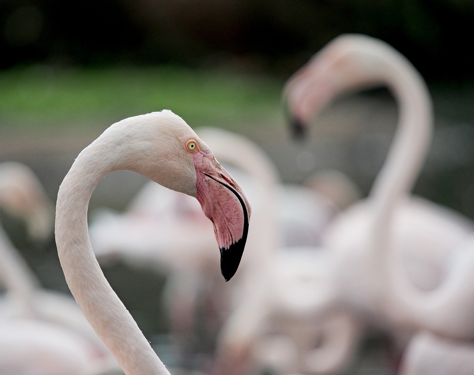 Flamingo, Madagascar, Africa, Pixabay.com