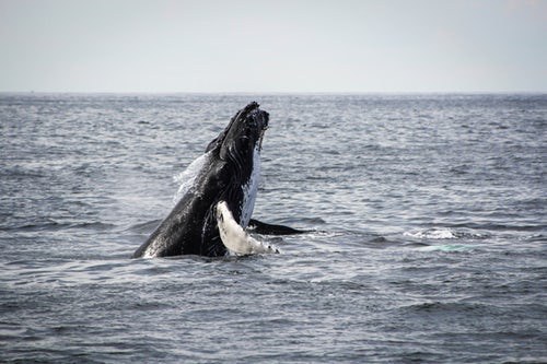 Whale Watching, Greenland, Pixabay.com