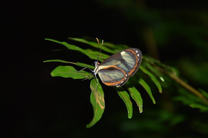 Butterfly, Amazon, Peru, Pixabay.com