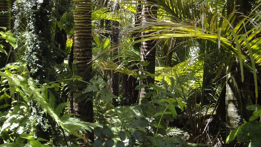 Rainforest, Amazon, Peru, Pixabay.com