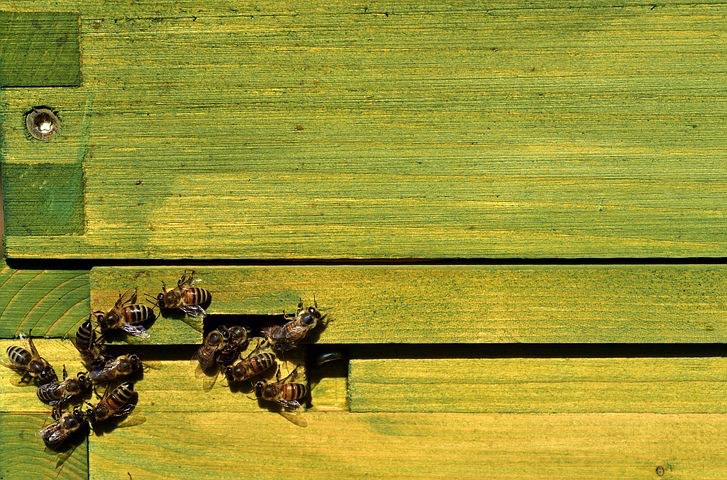  Bee keeping, Pindaya, Myanmar, Pixabay.com