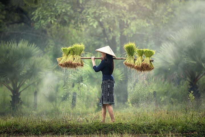 Rice Field, Taung Myint Gyi Village, Myanmar, Pixabay.com