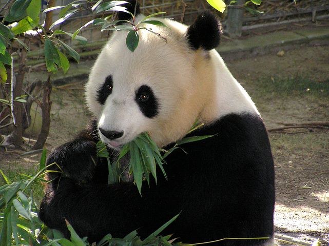 Giant Panda Breeding Center, Chengdu, China, Pixabay.com
