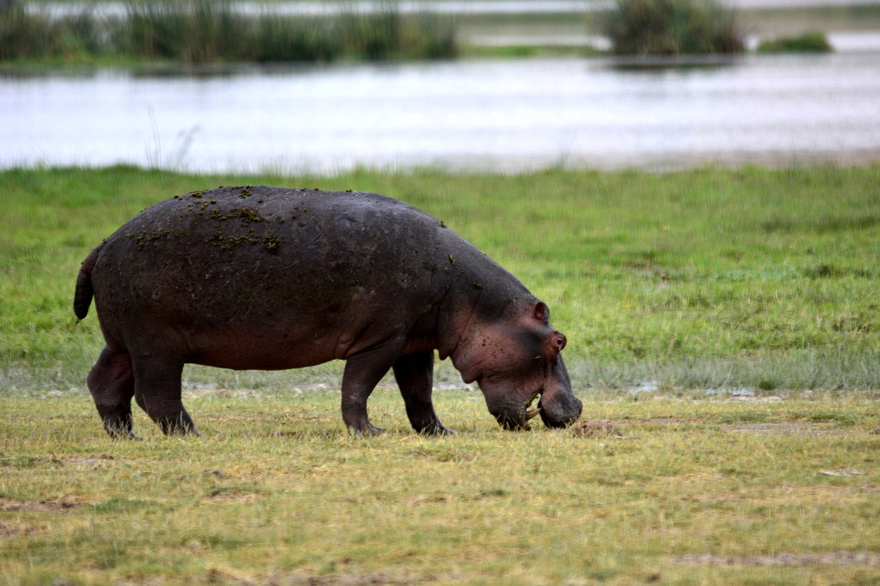 Tarangire, Tanzania, National Park, Pixabay.com