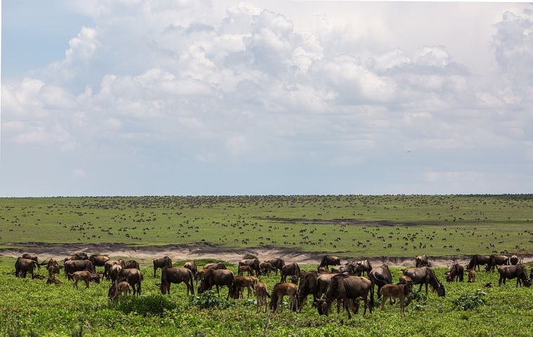 Ngorongoro Crater, Tanzania, Africa, Pixabay.com
