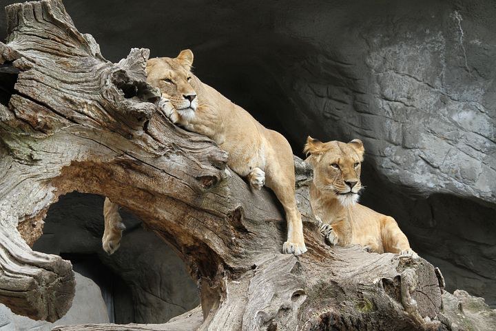 Serengeti, Tanzanian, Africa, Pixabay.com