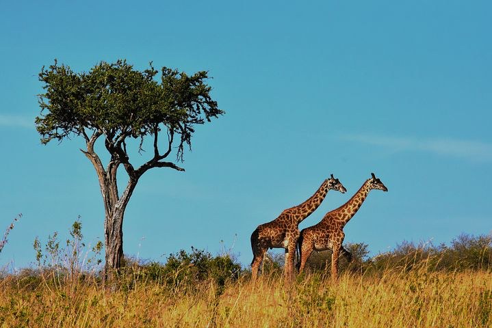 Serengeti, Tanzanian, Africa, Pixabay.com