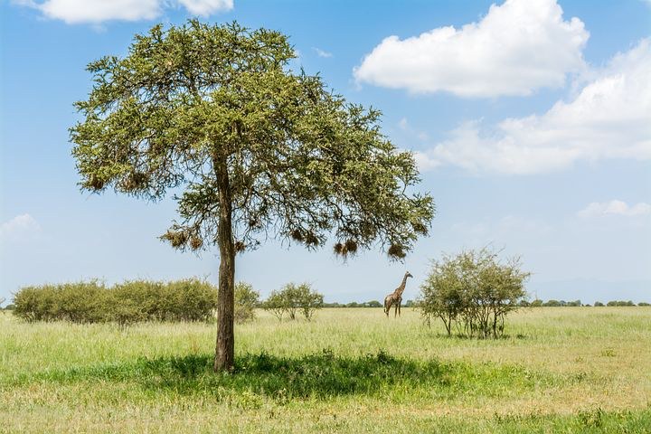 Tarangire, Tanzania, Africa, Pixabay.com