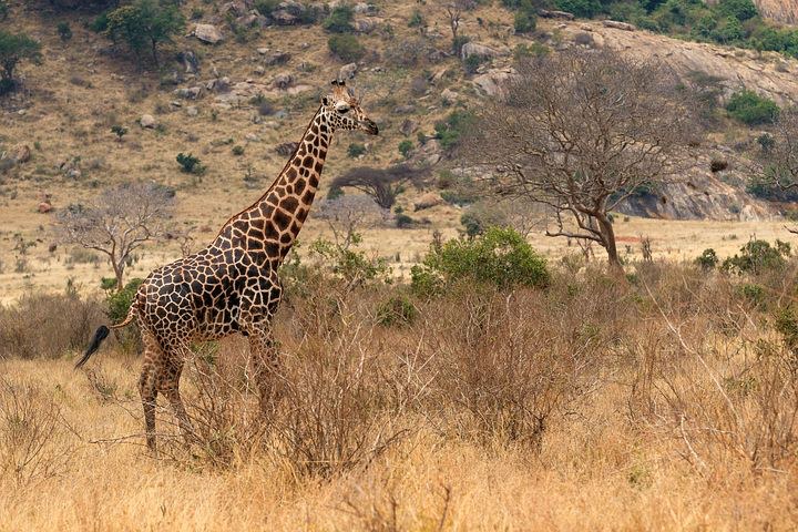 Solio Reserve, Kenya, Africa, Pixabay.com