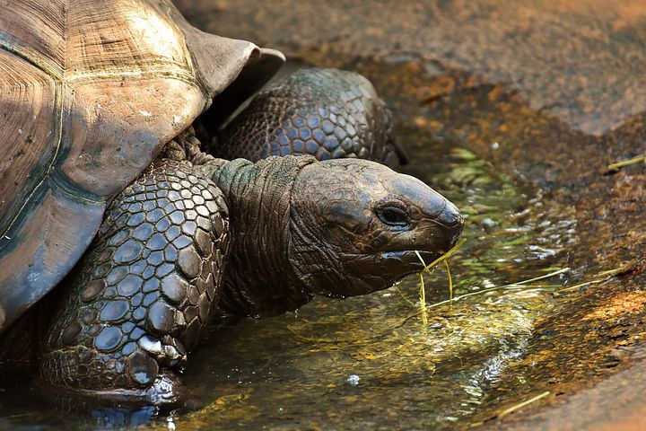 Black Turtle Cove, Galapagos islands, Ecuador, Pixabay.com