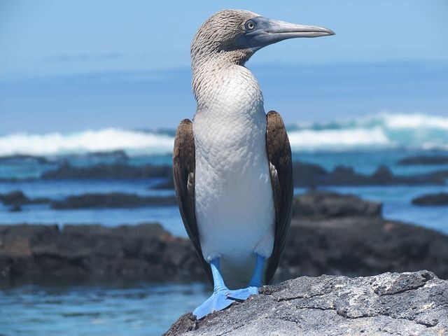 Blue footed Booby, Galapagos, Ecuador, Pixabay.com