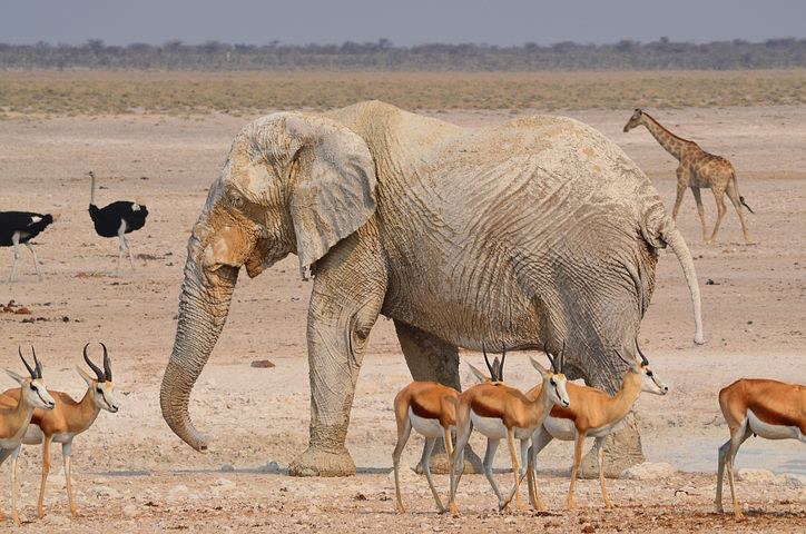 Game Drive, Etosha National Park, Namibia, Africa, Pixabay.com