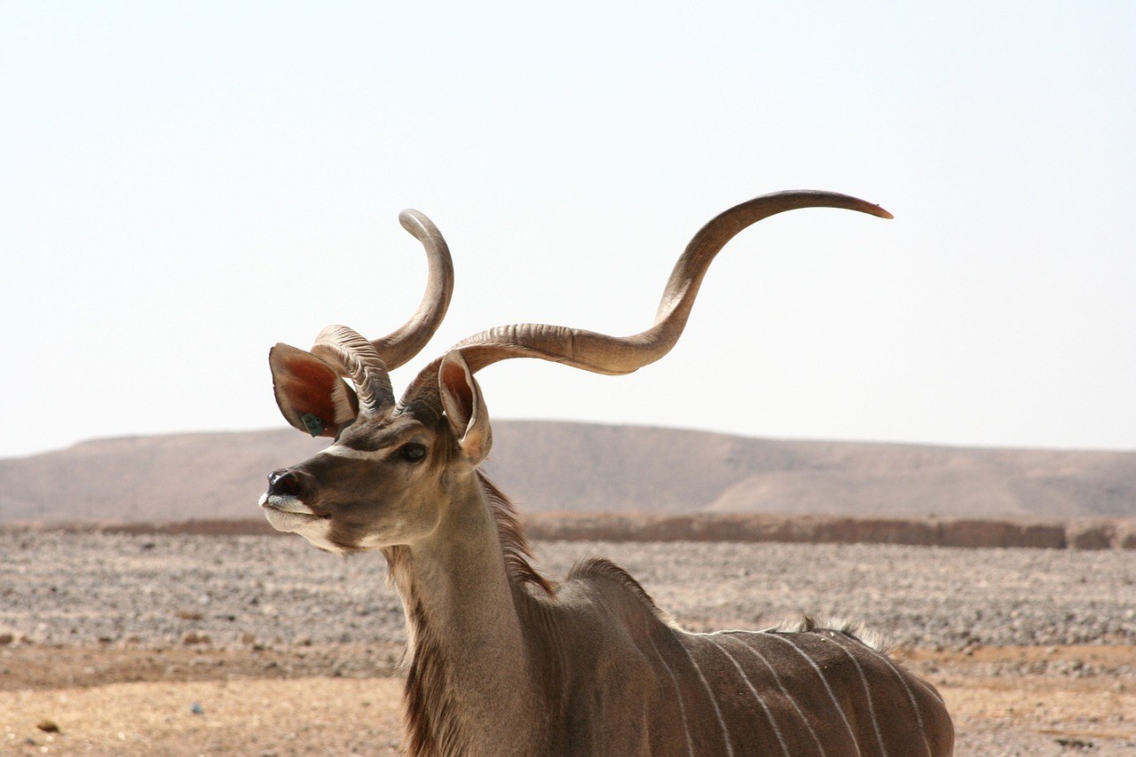 Antelope, Namibia, Africa, Pixabay.com