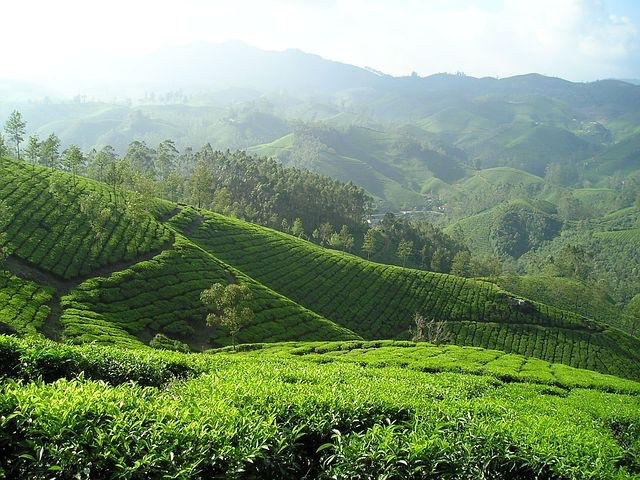 Elpitiya Plantation, Sri Lanka, India, Pixabay.com 