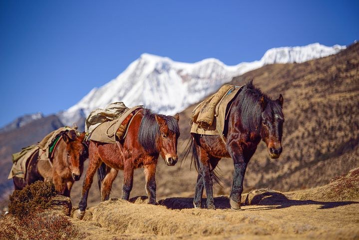 Mountain horse, Labatamba, Bhutan, Pixabay.com