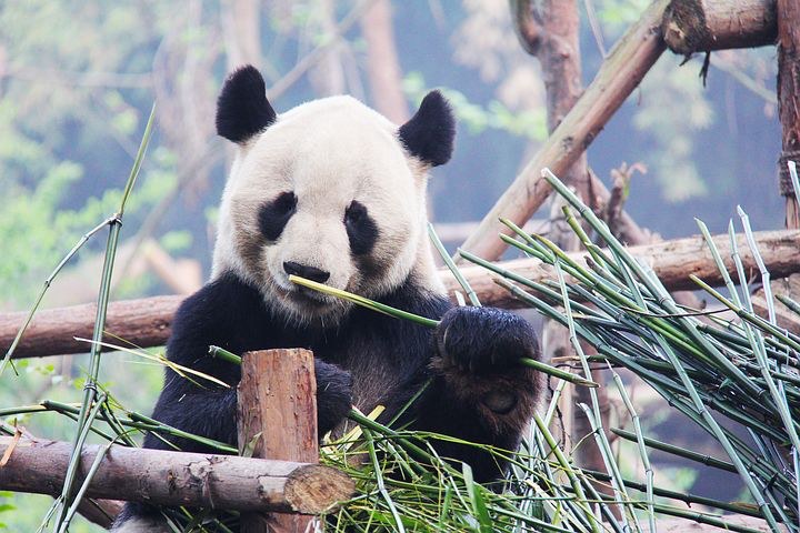 Pandas, Chengdu, China, Pixabay.com
