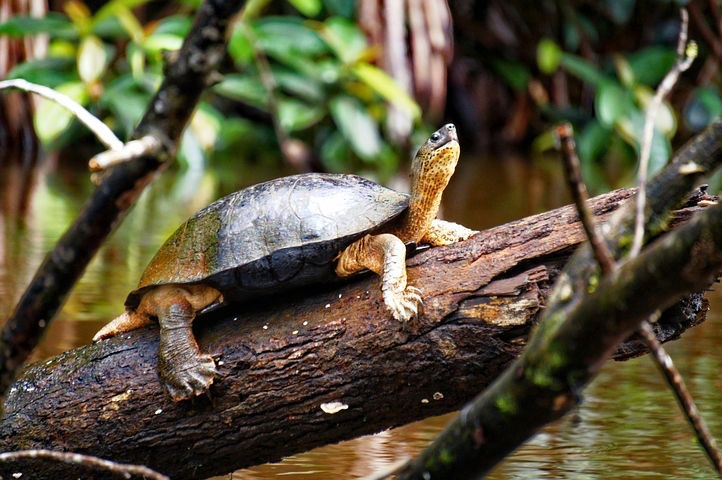 Turtle Conservancy, Tortuguero, Costa Rica, Pixabay.com